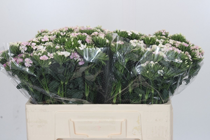 <h4>Dianthus Br Amazon Rose Magic</h4>