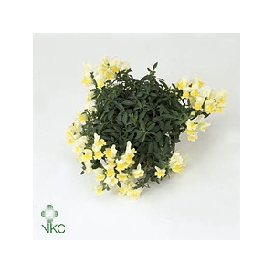 Antirr Sult L Yellow