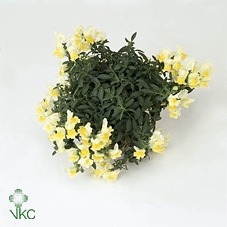 <h4>Antirr Sult L Yellow</h4>