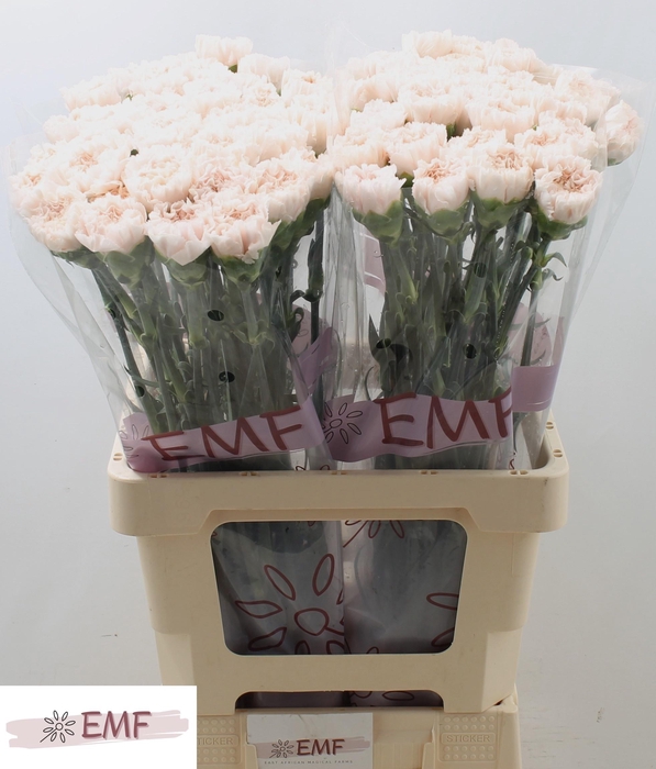 <h4>DI ST SIGNORELLI</h4>