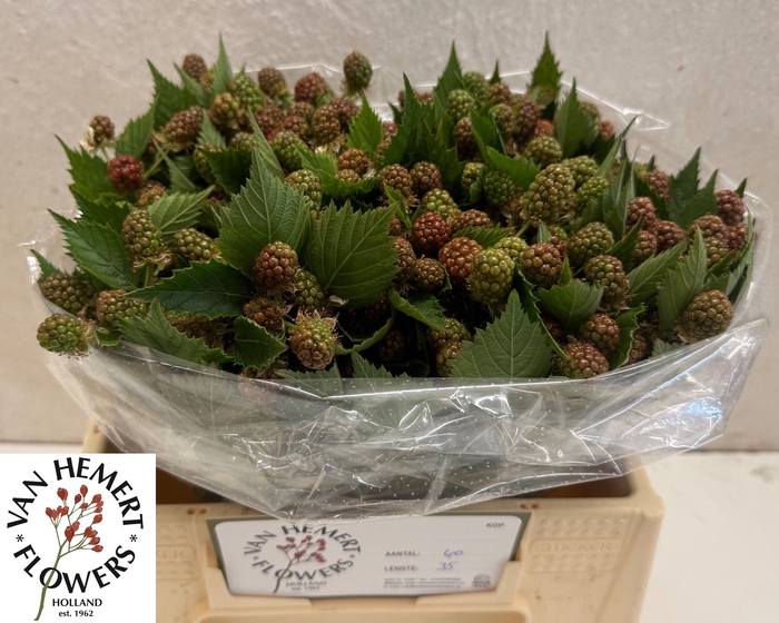 <h4>RUBUS FR CHESTER</h4>