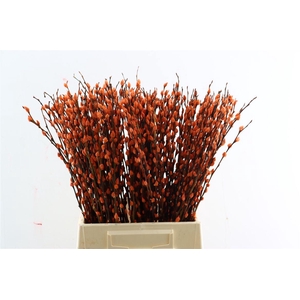 Salix Wilgenkatjes Orange 50cm P Stem