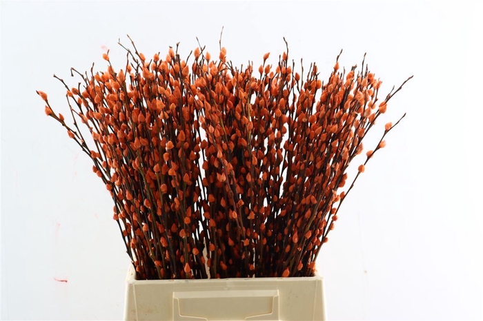 <h4>Salix Wilgenkatjes Orange 50cm P Stem</h4>