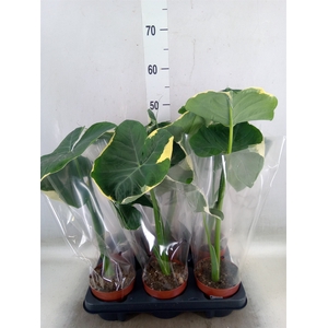 Alocasia   ...