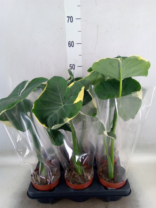 <h4>Alocasia   ...</h4>