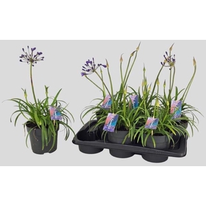 AGAPA BRILLIANT BLUE