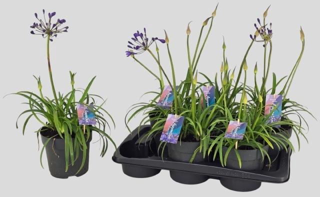 <h4>AGAPA BRILLIANT BLUE</h4>