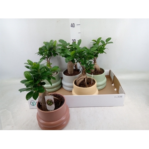 Ficus microcarpa 'Ginseng'