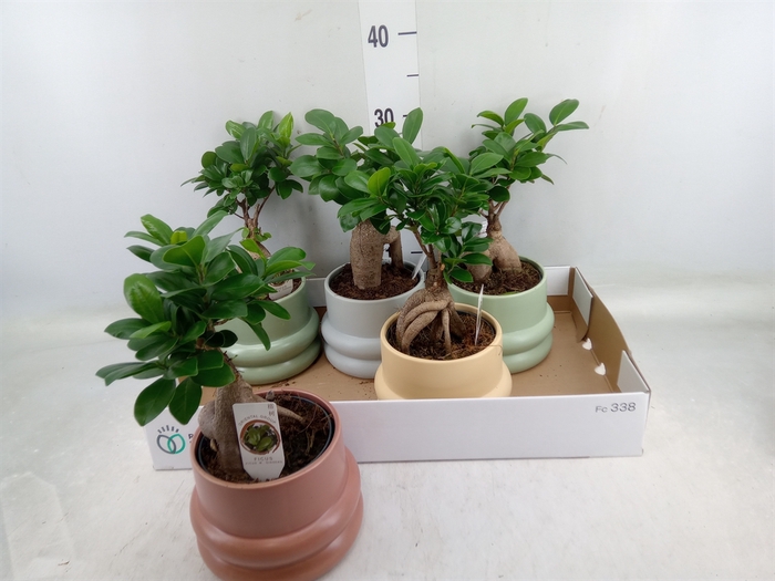 <h4>Ficus microcarpa 'Ginseng'</h4>