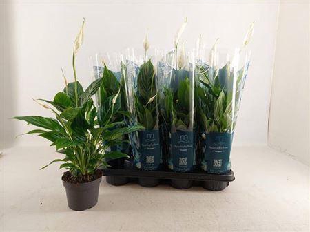 <h4>Spath Strauss 4+</h4>