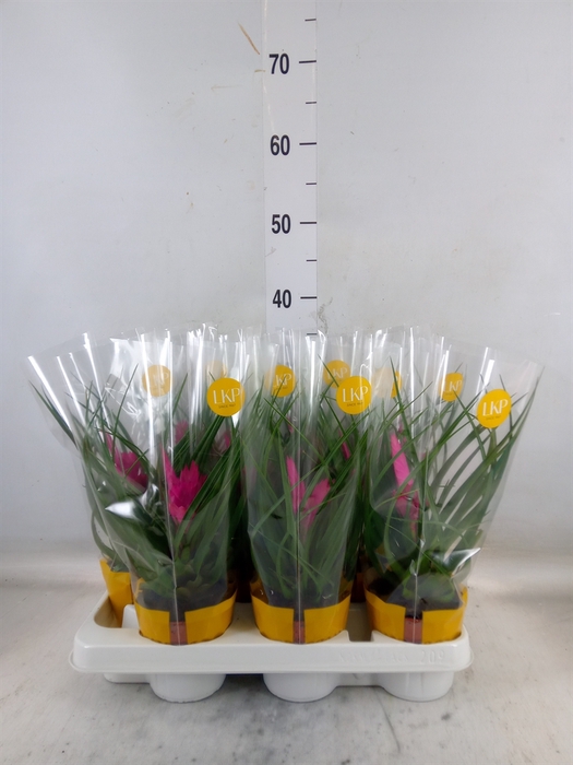 <h4>Tillandsia cyanea 'Josee'</h4>