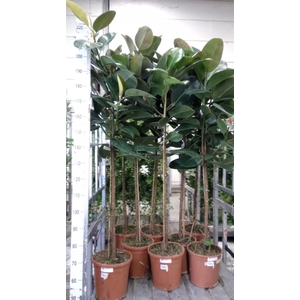 Ficus elastica 'Robusta'