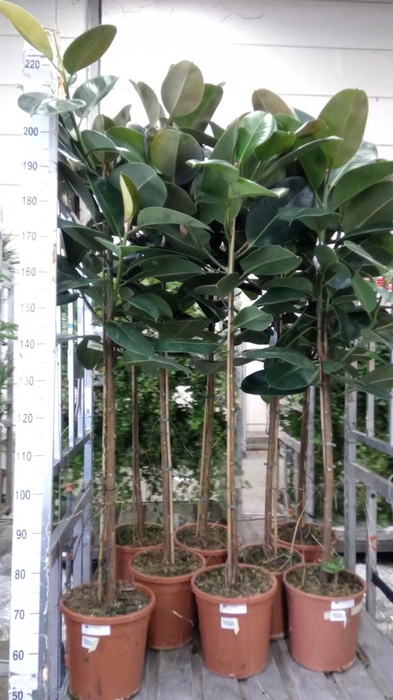 <h4>Ficus elastica 'Robusta'</h4>