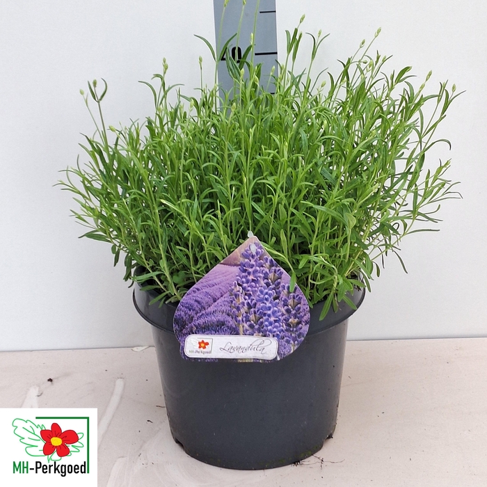 <h4>LAVAN AN DWARF BLUE</h4>