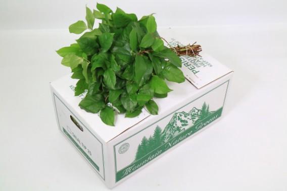 SALAL TIPS MNG AIR