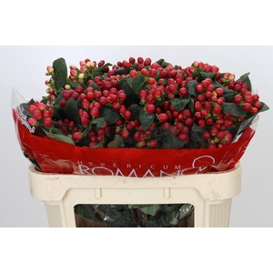 Hypericum True Romance Spray