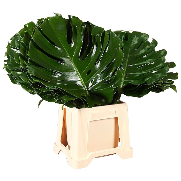 <h4>Monstera</h4>