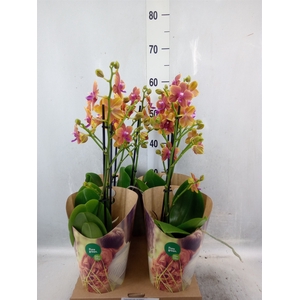 Phalaenopsis multi. 'Ant Bolgheri'