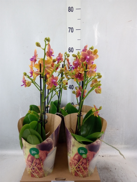 Phalaenopsis multi. 'Ant Bolgheri'