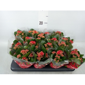 Kalanchoe blos. 'Calandiva Rubio'