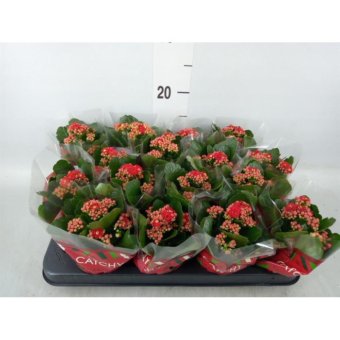 <h4>Kalanchoe blos. 'Calandiva Rubio'</h4>