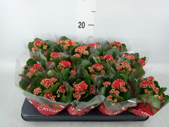 Kalanchoe blos. 'Calandiva Rubio'