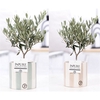 Olea Europaea in P&PURE Eline 2 ceramics ass. 2