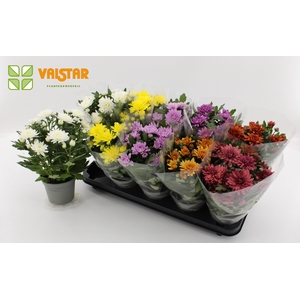 Chrysanthemum, 12 cm Dubbelbloemig Blanco Sleeve Mix