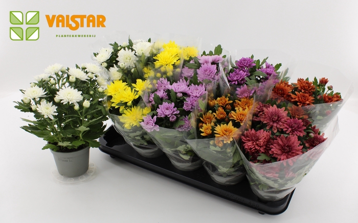 <h4>Chrysanthemum, 12 cm Dubbelbloemig Blanco Sleeve Mix</h4>