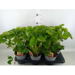 Fragaria ananassa 'Elsanta'