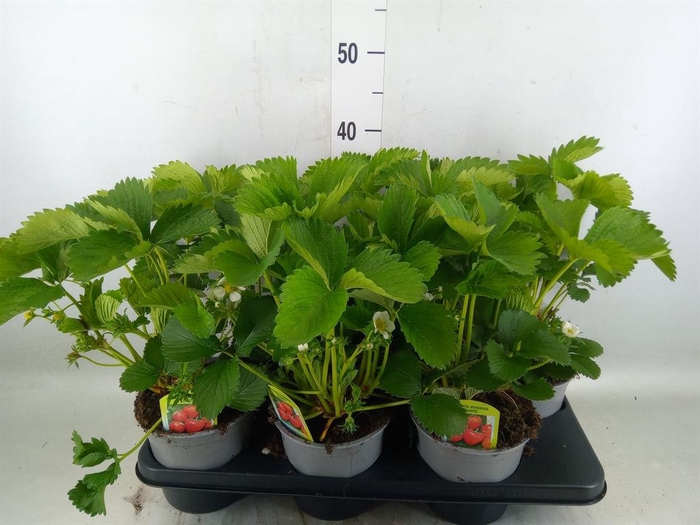 <h4>Fragaria ananassa 'Elsanta'</h4>