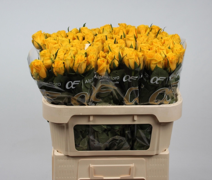 <h4>R GR MOONWALK</h4>