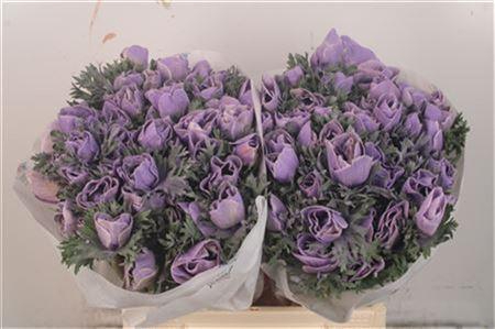 <h4>Anemone Powder Lavendel</h4>