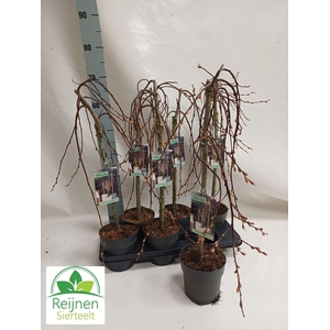 Salix caprea Kilmarnock (pendula)