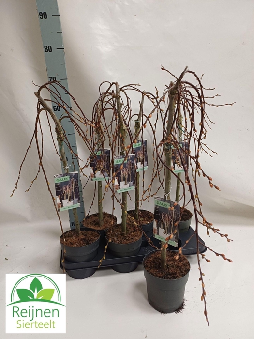 <h4>Salix caprea Kilmarnock (pendula)</h4>