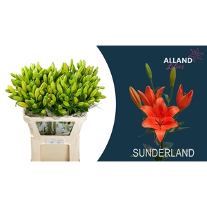 LI LA SUNDERLAND