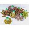 arr8 Sedum Gem