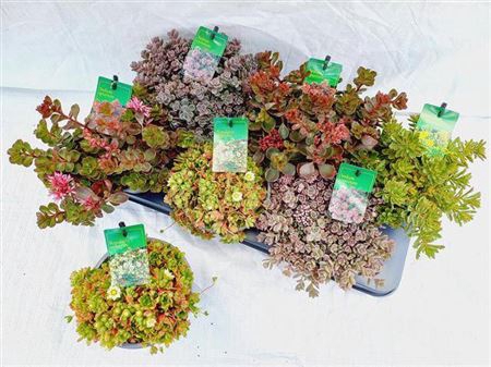 arr8 Sedum Gem