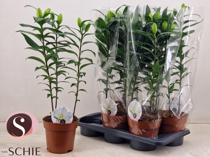 <h4>LIL OR DU RL ZETA</h4>