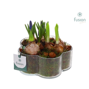 Glazen Bloemschaalmet Mixbol arrangement