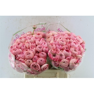 Ran Kloon Prima Grand Pastel