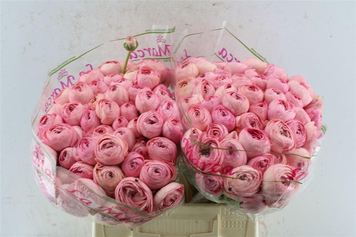 <h4>Ran Kloon Prima Grand Pastel</h4>