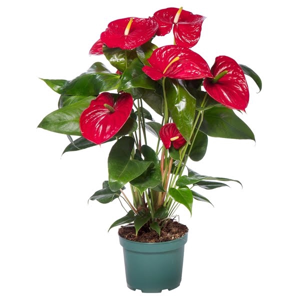 Anthurium Nevada 17cm