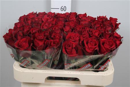 <h4>R Gr Ever Red</h4>