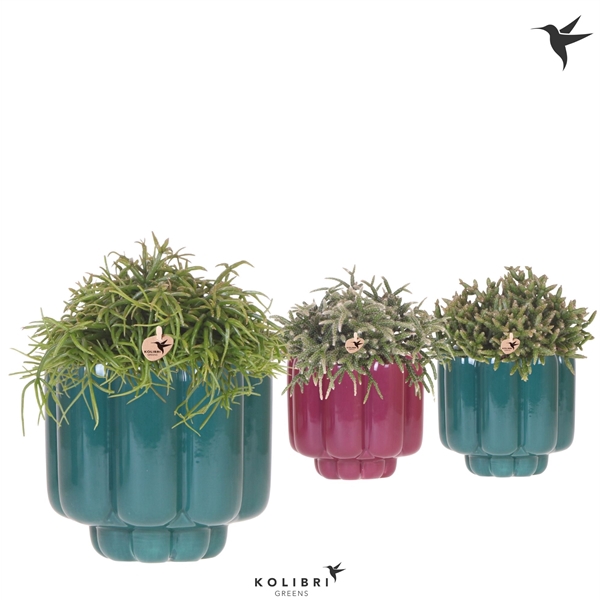 <h4>Kolibri Greens Rhipsalis mix in Retro pot green mix</h4>