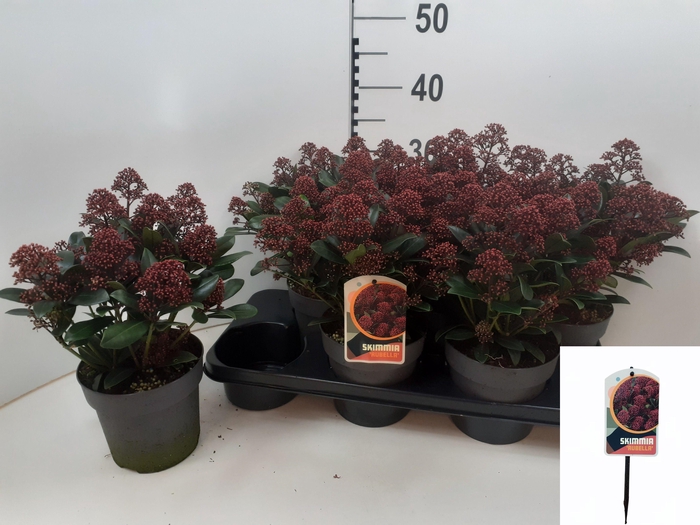 <h4>SKIM J RUBELLA</h4>