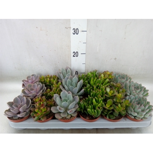 Succulents   ...