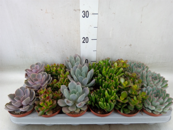 <h4>Succulents   ...</h4>