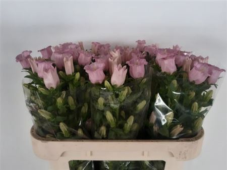 <h4>Camp M Pearl Pink</h4>