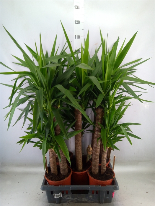 <h4>Yucca   ...</h4>